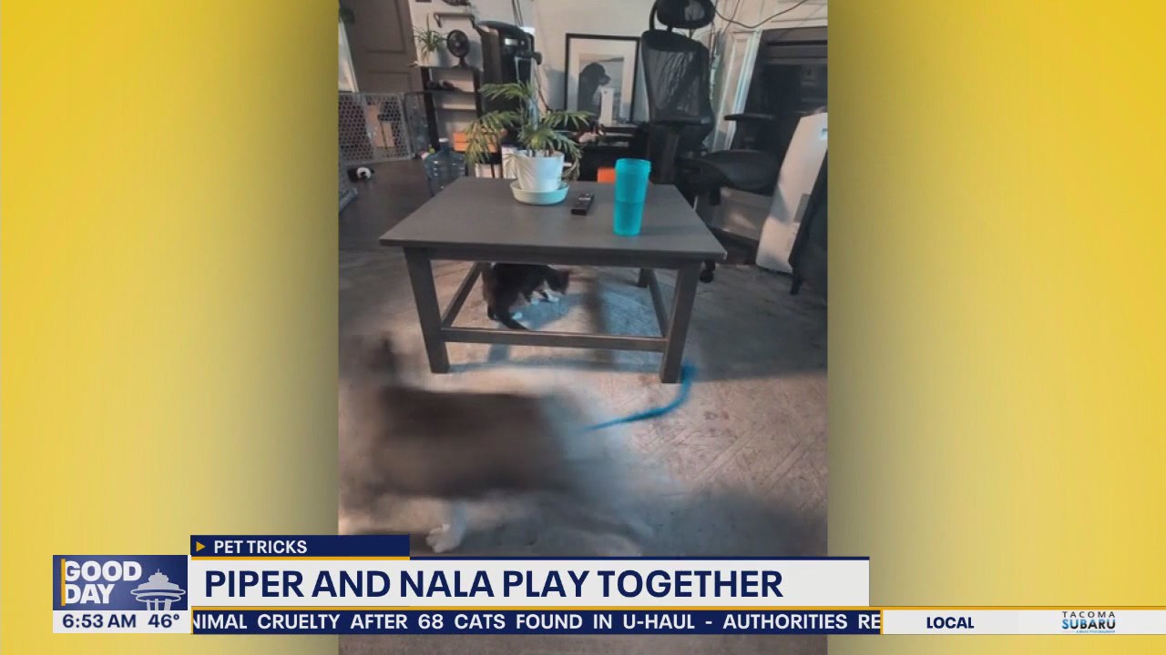 Pet Tricks for Wednesday, May 12