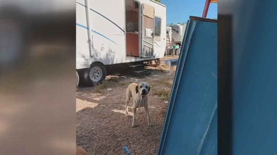 Vet offers help for rescued dogs from Cedar Park
