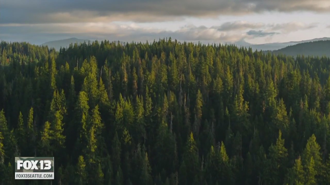 Future of WA lumber business up in the air