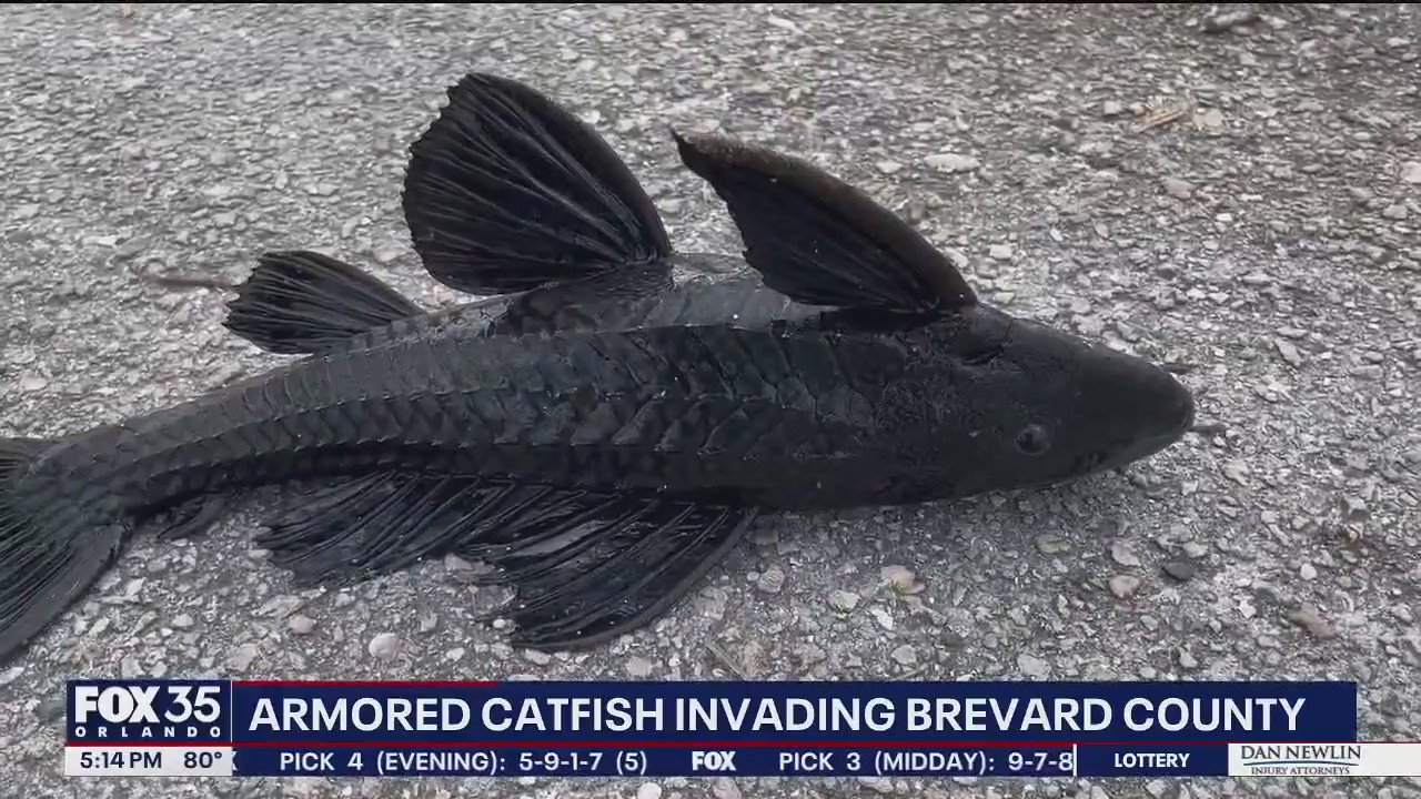 Invasive armored catfish raising concerns on Space Coast