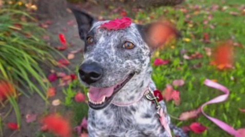 Foster a pet for a Thanksgiving sleeopver