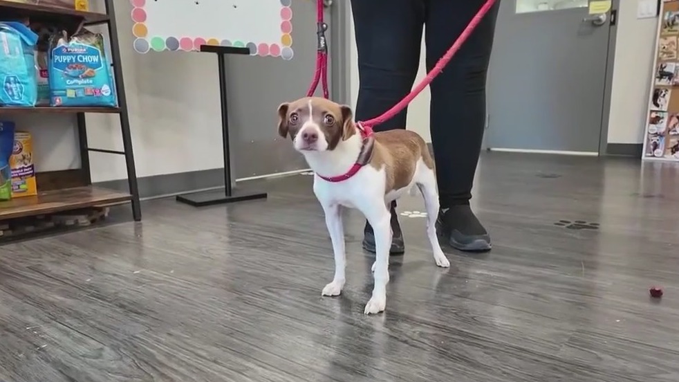 Pup zipped in suitcase, thrown in dumpster