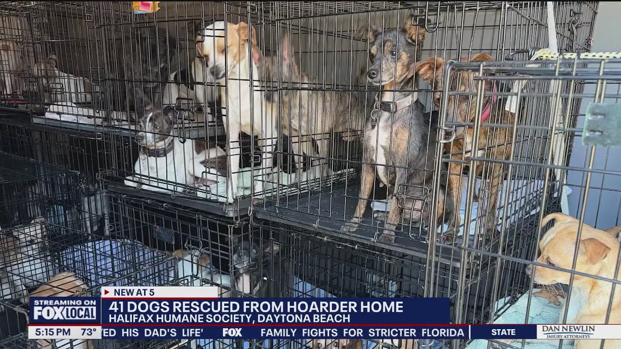 41 dogs rescued from alleged hoarder home in Volusia County