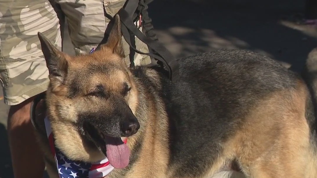 Rescue group pairing dogs with Veterans in need