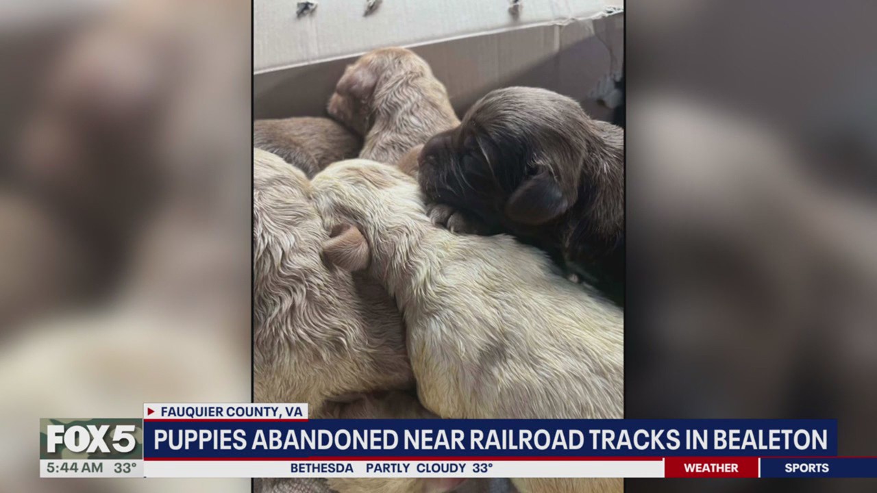Puppies abandoned near railroad tracks