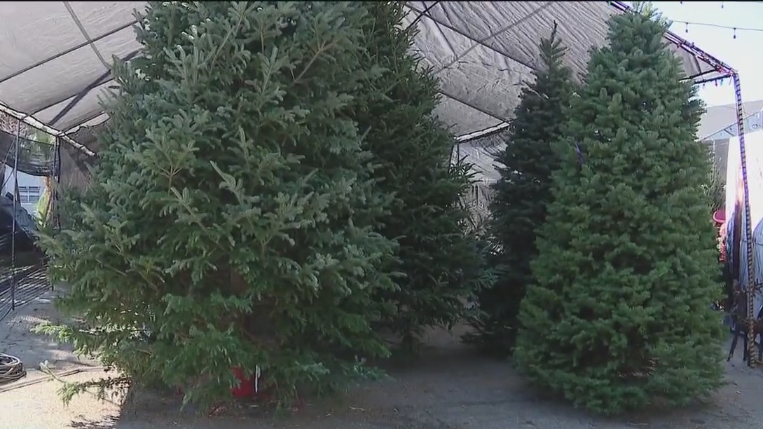 Tips on how to pick the perfect Christmas tree
