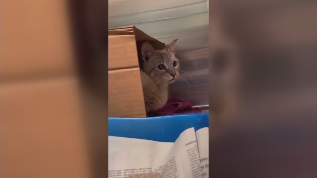 Tacoma woman charged with animal cruelty after 68 cats found in U-Haul