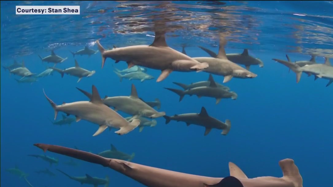 Research shows illegal shark fin trade occurring globally despite international protections