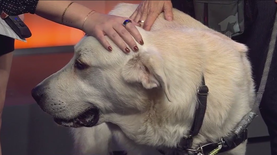 Pet of the Weekend | Meet Yeti